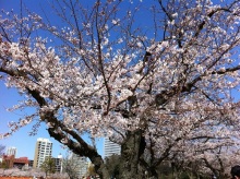 第13歩～大濠公園（舞鶴公園）桜情報～